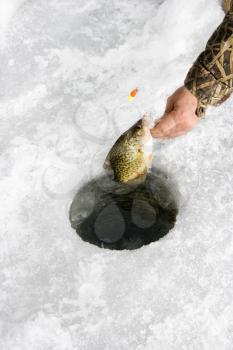 Royalty Free Photo of a Man Pulling a Sunfish Out of a Hole in a Frozen Green Lake in Minnesota