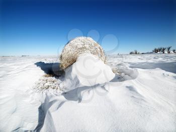 Royalty Free Photo of a Bale of Hay in the Snow