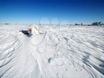 Royalty Free Photo of a Hay Bale Covered in Snow