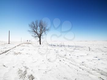 Royalty Free Photo of a Tree in Snow Covered Landscape 