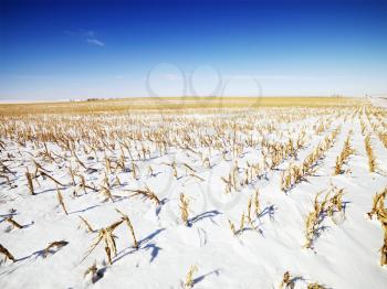 Royalty Free Photo of a Snow Covered Corn Field in the Midwestern, USA