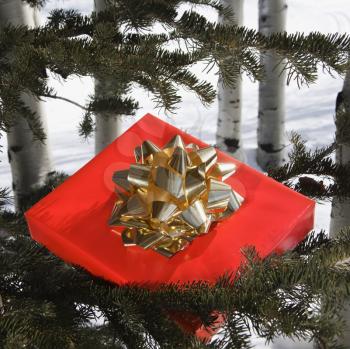 Royalty Free Photo of a Christmas Present Laying in a Tree