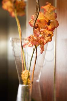 Royalty Free Photo of Orange Orchids in a Vase 
