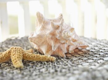 Still life shot of sea shells placed on netting.