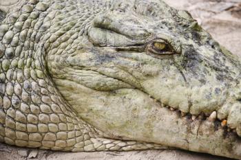 Close up of side view of crocodile in Australia.