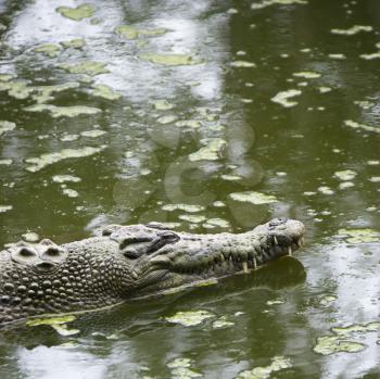 Royalty Free Photo of a Crocodile Swimming in Water in Australia
