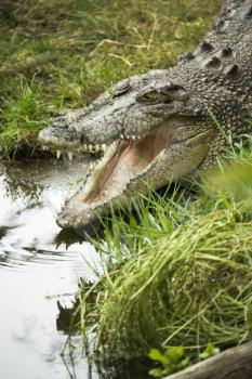 Royalty Free Photo of a Crocodile by Water Edge in, Australia