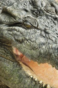 Royalty Free Photo of a Close-up of a Crocodile With an Open Mouth, Australia