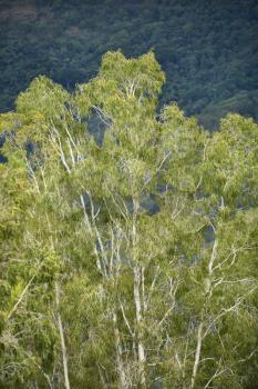 Royalty Free Photo of a Crown Canopy of Rain Forest Trees in Australia