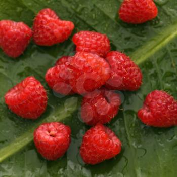 Royalty Free Photo of a Still Life of Red Raspberries on a Banana Leaf
