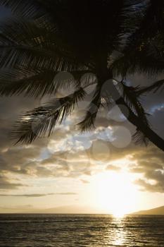Palm tree silhouetted against sun setting over Pacific ocean in Maui, Hawaii with island in background.