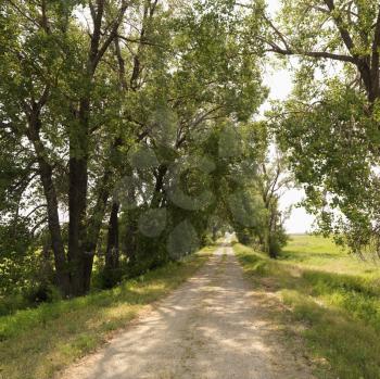 Royalty Free Photo of a Scenic Tree Lined Rural Gravel Road in the Country