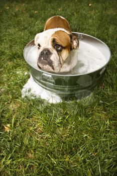 Royalty Free Photo of an English Bulldog Sitting in a Tub of Bath Water Outdoors