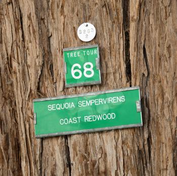 Royalty Free Photo of a Close-up of a Sign on the Bark of California Redwood Sequoia Tree