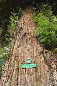 Royalty Free Photo of a Low Angle of a California Redwood Sequoia With Sign