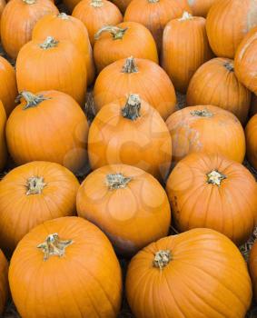 Royalty Free Photo of a Group of Pumpkins at a Produce Market