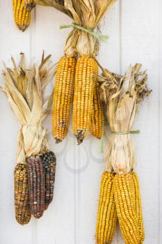 Royalty Free Photo of Fall Corn Decorations