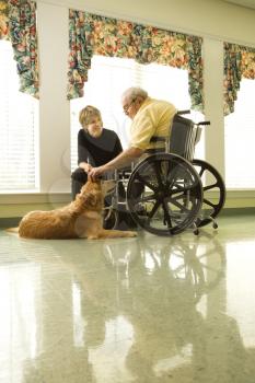 Therapy dog is pet by an elderly man in a wheelchair and a younger woman. Vertical shot