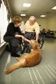 Therapy dog is pet by an elderly man in a wheelchair and a younger woman. Vertical shot