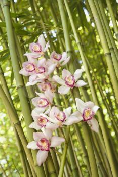 Close-up low angle view of pink orchids and green stalks of bamboo. Vertical shot.