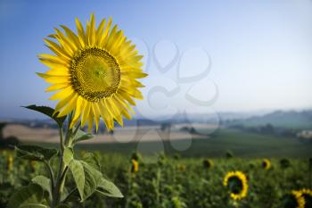 A large field of sunflowers with blue sky and hills in the background. One sunflower stands in the foreground as the focal point. Horizontal shot.
