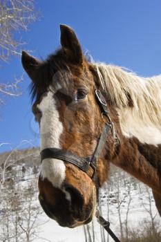 Pinto horse wearing a halter. A snowy landscape is in the background. Vertical shot.