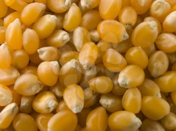 Royalty Free Photo of Popping Corn