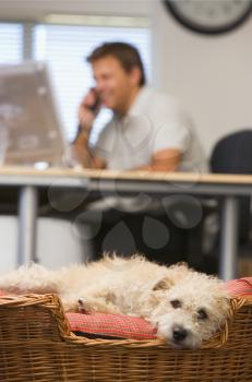 Royalty Free Photo of a Dog in a Bed in a Home Office