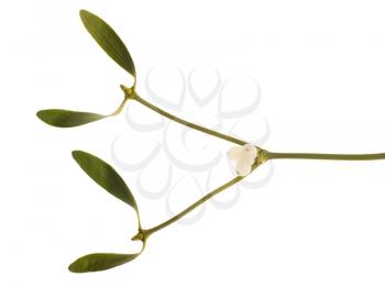 Royalty Free Photo of a Sprig of Mistletoe