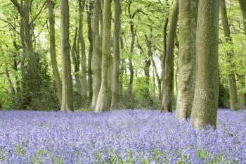 Royalty Free Photo of Bluebells in a Woodland