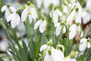 Royalty Free Photo of Snowdrops