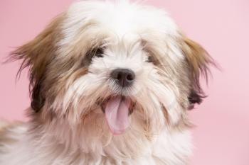 Royalty Free Photo of a Lhasa Apso