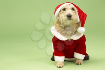 Royalty Free Photo of a Small Dog in a Santa Suit