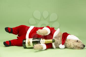 Royalty Free Photo of a Dog in a Santa Suit With a Wine Bottle