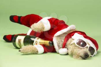 Royalty Free Photo of a Small Dog in a Santa Suit and Sunglasses With a Wine Bottle