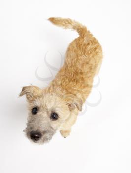 Royalty Free Photo of a Small Dog Looking Up