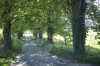 Royalty Free Photo of a Country Lane