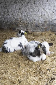 Royalty Free Photo of Two Calves in a Barn