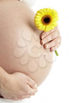 Royalty Free Photo of a Pregnant Woman With a Daisy