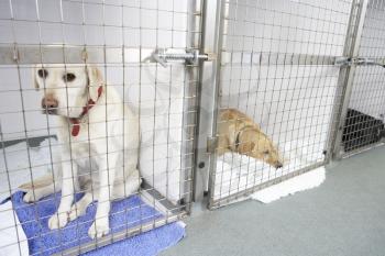 Royalty Free Photo of a Dog in a Kennel