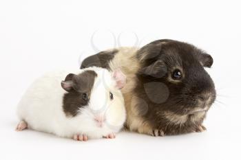 Royalty Free Photo of Two Guinea Pigs