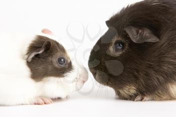 Royalty Free Photo of Two Guinea Pigs Face to Face