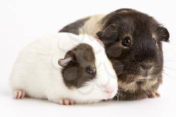 Royalty Free Photo of Guinea Pigs