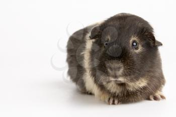 Royalty Free Photo of a Guinea Pig
