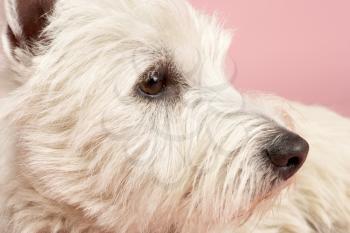 Royalty Free Photo of a Closeup of a West Highland Terrier