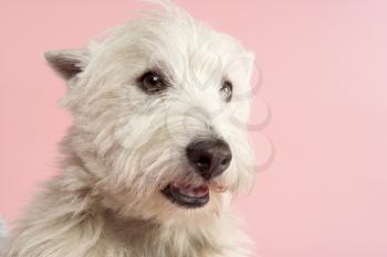 Royalty Free Photo of a West Highland Terrier