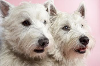 Royalty Free Photo of Two West Highland Terriers
