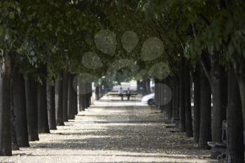 Royalty Free Photo of a Tree-Lined Boulevard