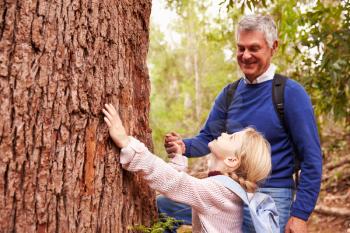 Grandfather and granddaughter admiring a tree in a forest