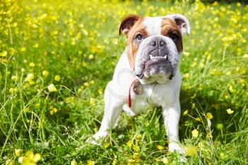 British Bulldog In Field Of Yellow Summer Flowers